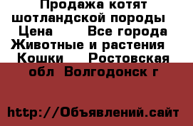 Продажа котят шотландской породы › Цена ­ - - Все города Животные и растения » Кошки   . Ростовская обл.,Волгодонск г.